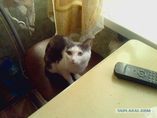 Котовторник  28.08.12