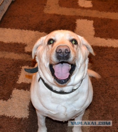 Собака — Улыбака :)