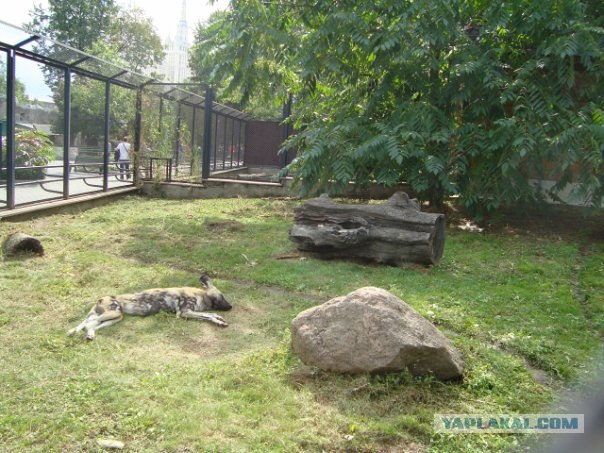 Московский зоопарк