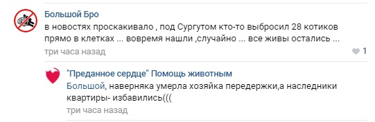 Помогите вернуть кота! Приют "Преданное сердце" украл кота и не отдает!-2