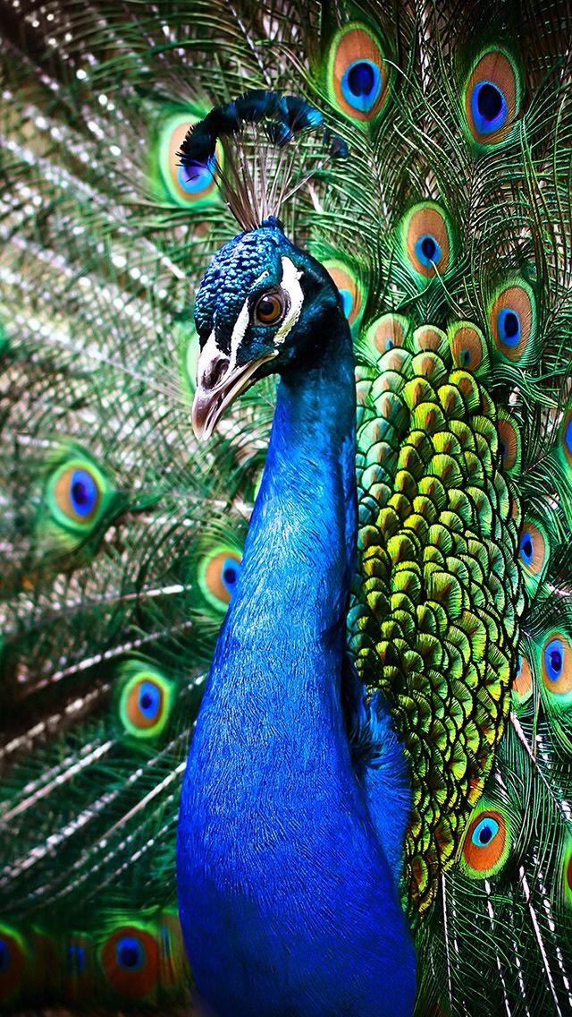 20 фотографий, где цвет играет главную роль