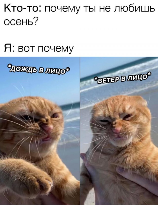 Котовторник 20.10.20