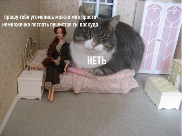 Картинки и мемы для настроения