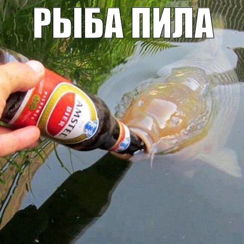 Рыбов, показываю. Красивое