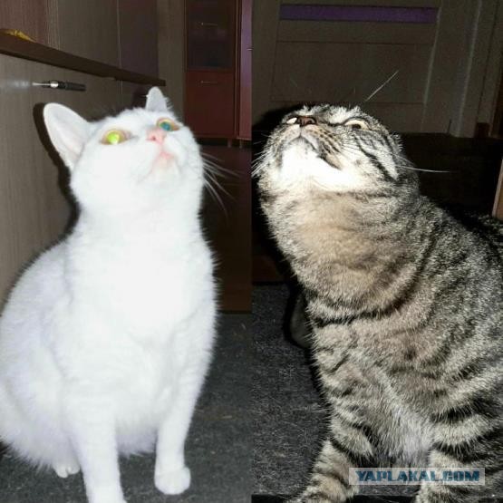 Котики в беде