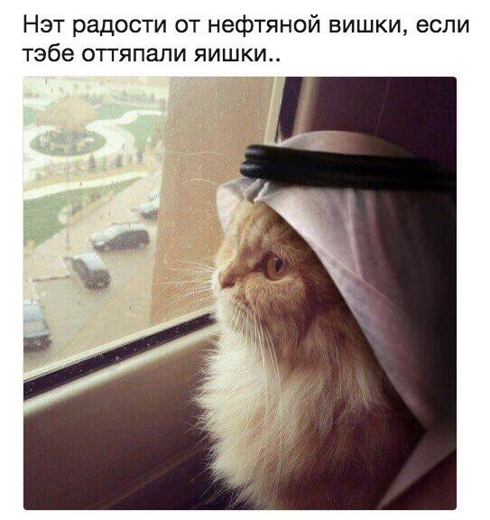 Шейх Котара
