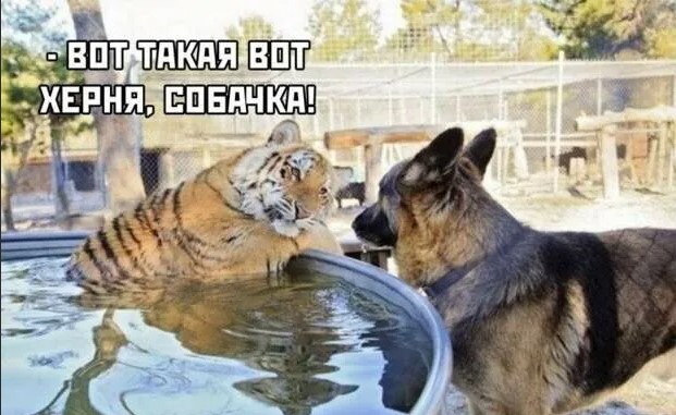 Олимпийская чемпионка Вероника Степанова: «А не пошли бы вы на х@й со своими условиями, уважаемый МОК?»