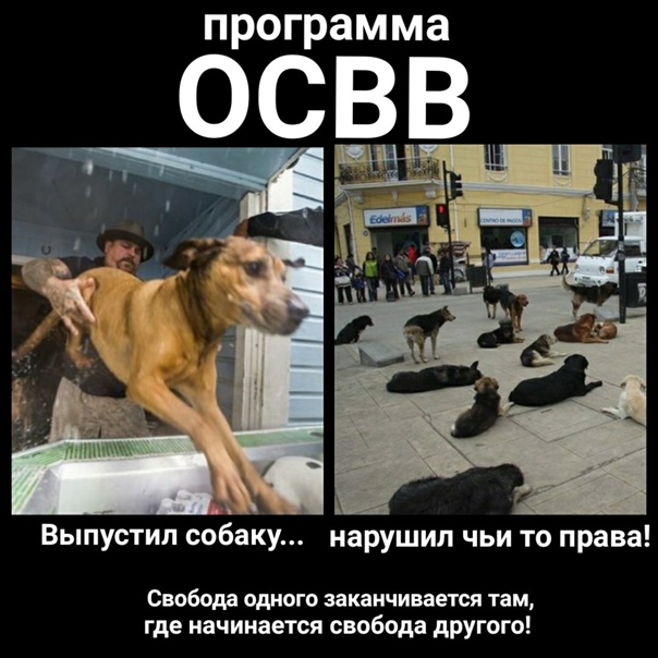 Регионам разрешили усыплять бездомных собак