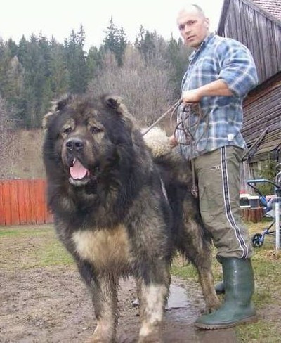 Как навсегда отучить лаять незнакомую собаку