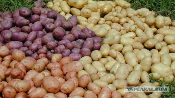 Таможенный союз или Евросоюз. Выбор сделан?