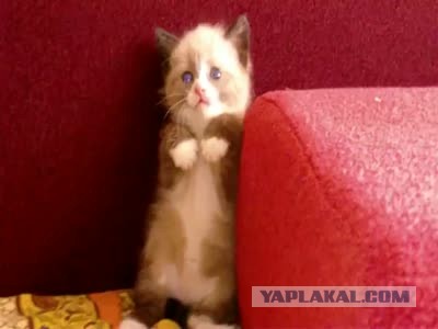 Котейка, который не знает как лежат котейки