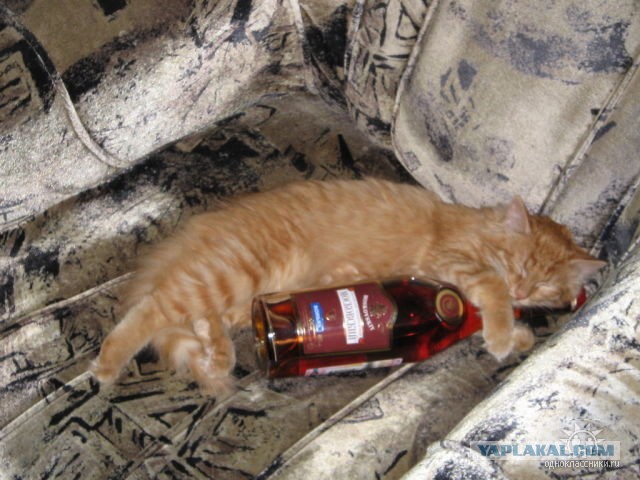 Котейка, который не знает как лежат котейки
