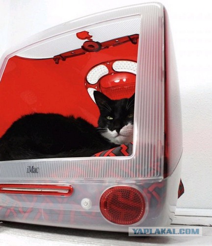 Коты ученых