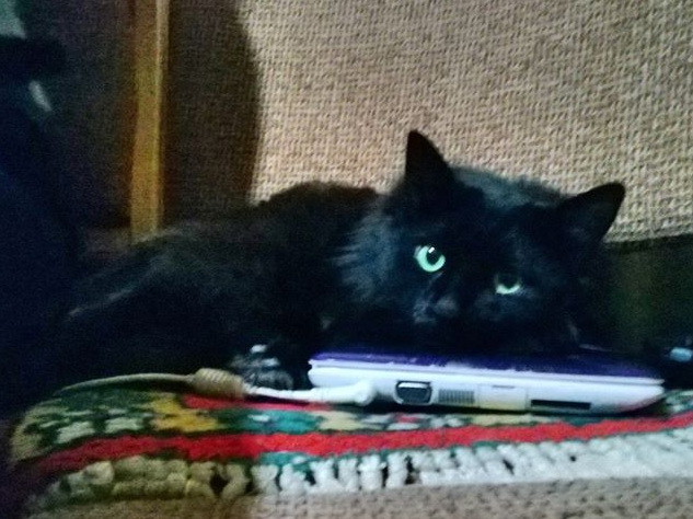 Котовторник