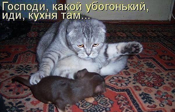 Забавные картинки из Сети