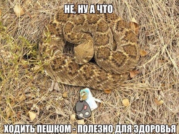 Картинки  разные