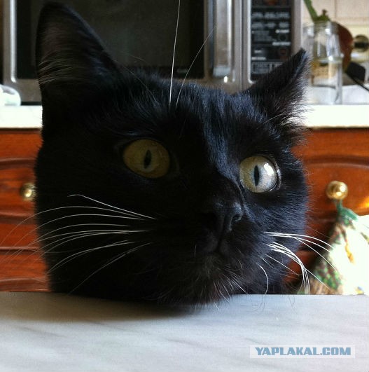 Котовторник 12.03.13