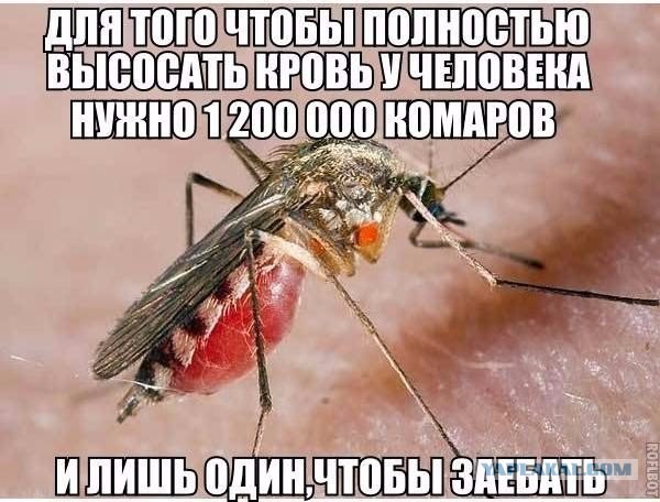 "Причиндал" комара