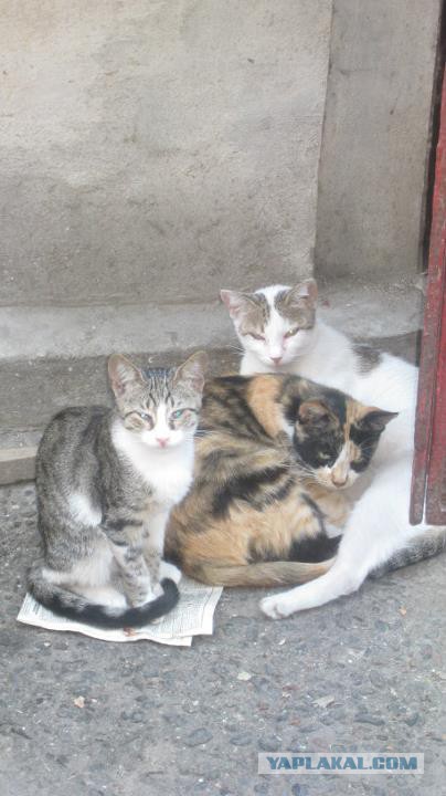 Котовторник 04.08.2015