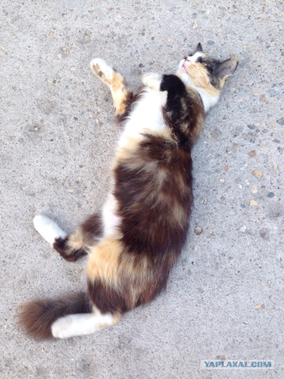 Котовторник 18.08.2015