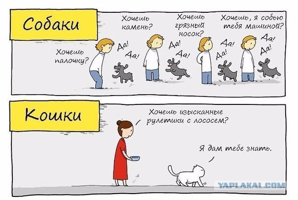 Про котейку