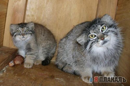 ДИКИЕ КОШКИ