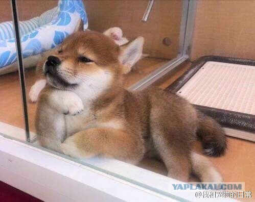 То, что улыбнуло в 2015