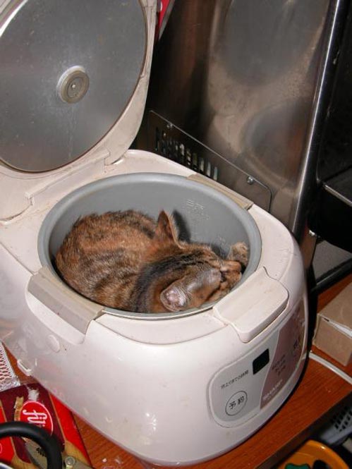 Коты, кошки, котята