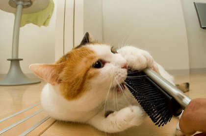 Коты, кошки, котята