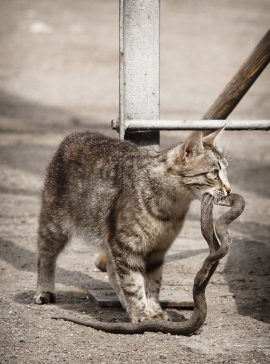 Демы к котовторнику!