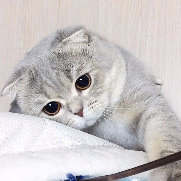 Мохнатые беспредельщики