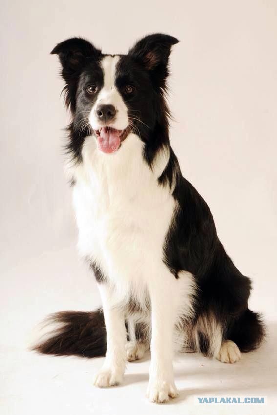 Страшно красивые терьеры