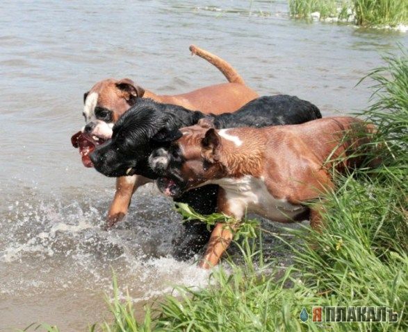 СОБАКИ и ЩЕНКИ. Все про собак!