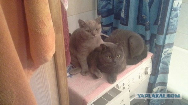 Котовторник 26.07 2016