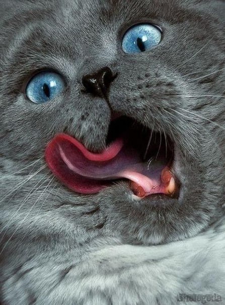 Коты из сети