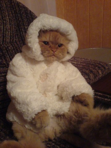 Коты из сети