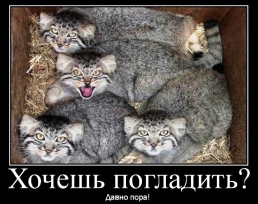 Картинки в черных рамках с подписями