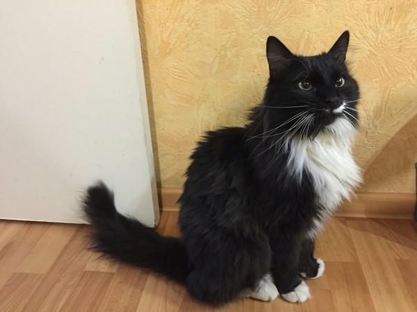 Коты и Кошки