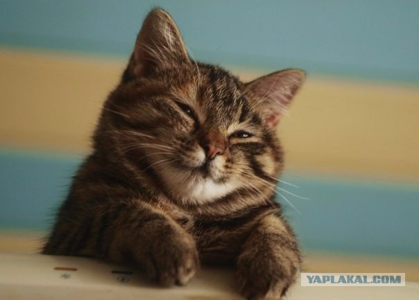 Котовторник 23/05/2017