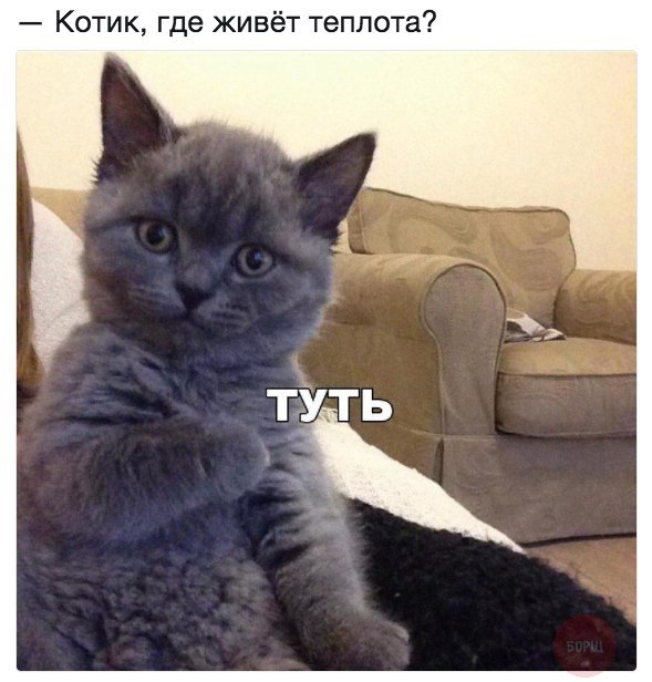 Коты и Кошки
