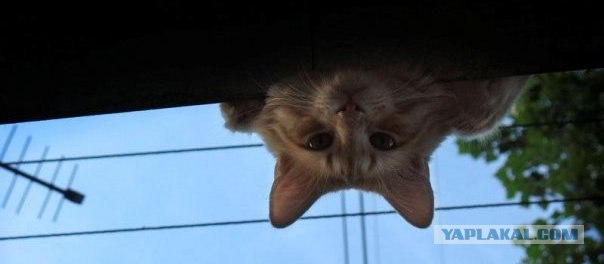 Даёшь Котовторник на ЯПе! (29.07.08)