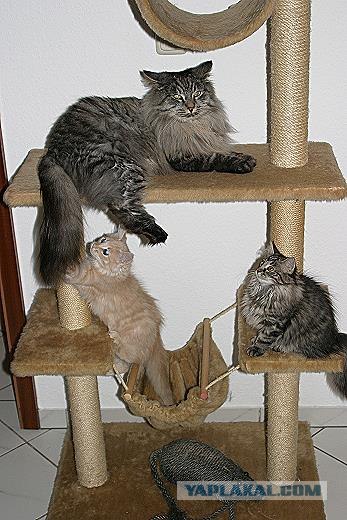 Котовторник (16.09.08)