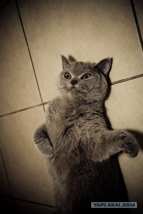 Котовторник: Кошки гаваны и другие!
