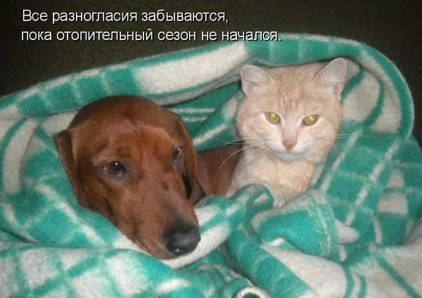 Кошки или собаки?