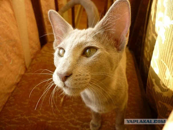 Котовторник: суровый кот и котята-совята