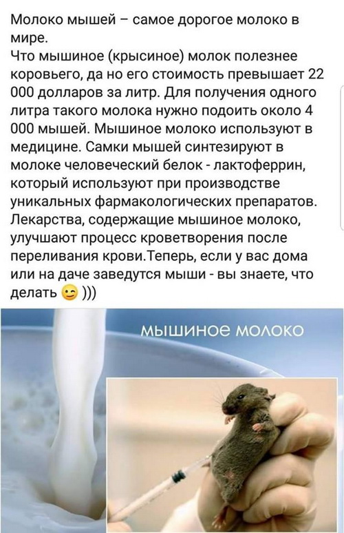 самое лучшее молоко. самое дорогое молоко животного. самое дорогое молоко в мире. ослиный сыр. дорогое молоко.