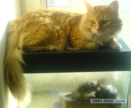Котовторник! 11.10.11