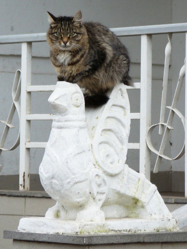 Котовторник (начало в супермаркете!)
