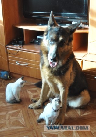 Котовторник (07.02.2012)