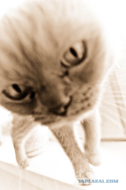 Котовторник (21.02.2012)